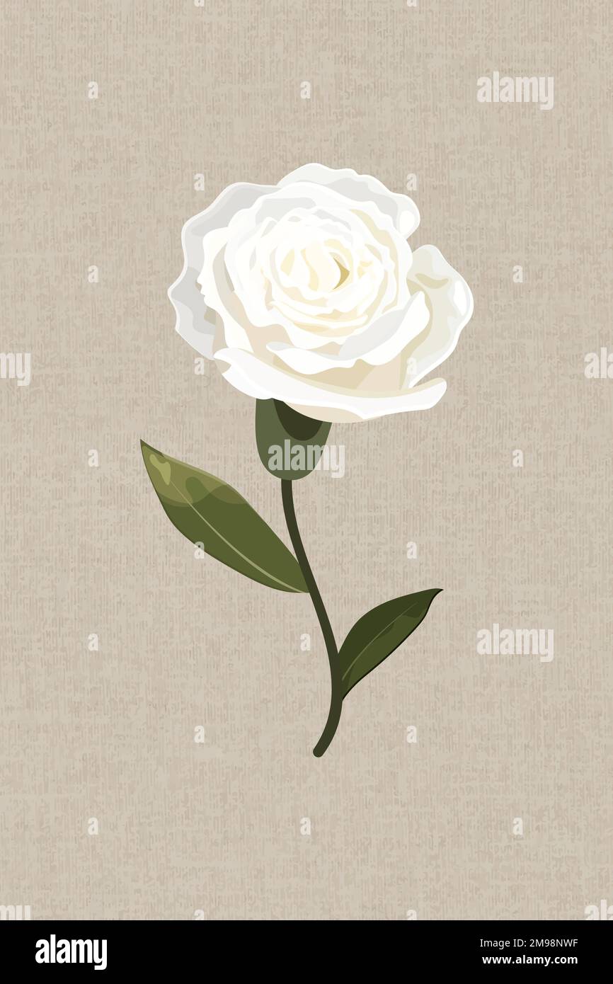 Blooming white carnation design element vector Stock Vector Image & Art