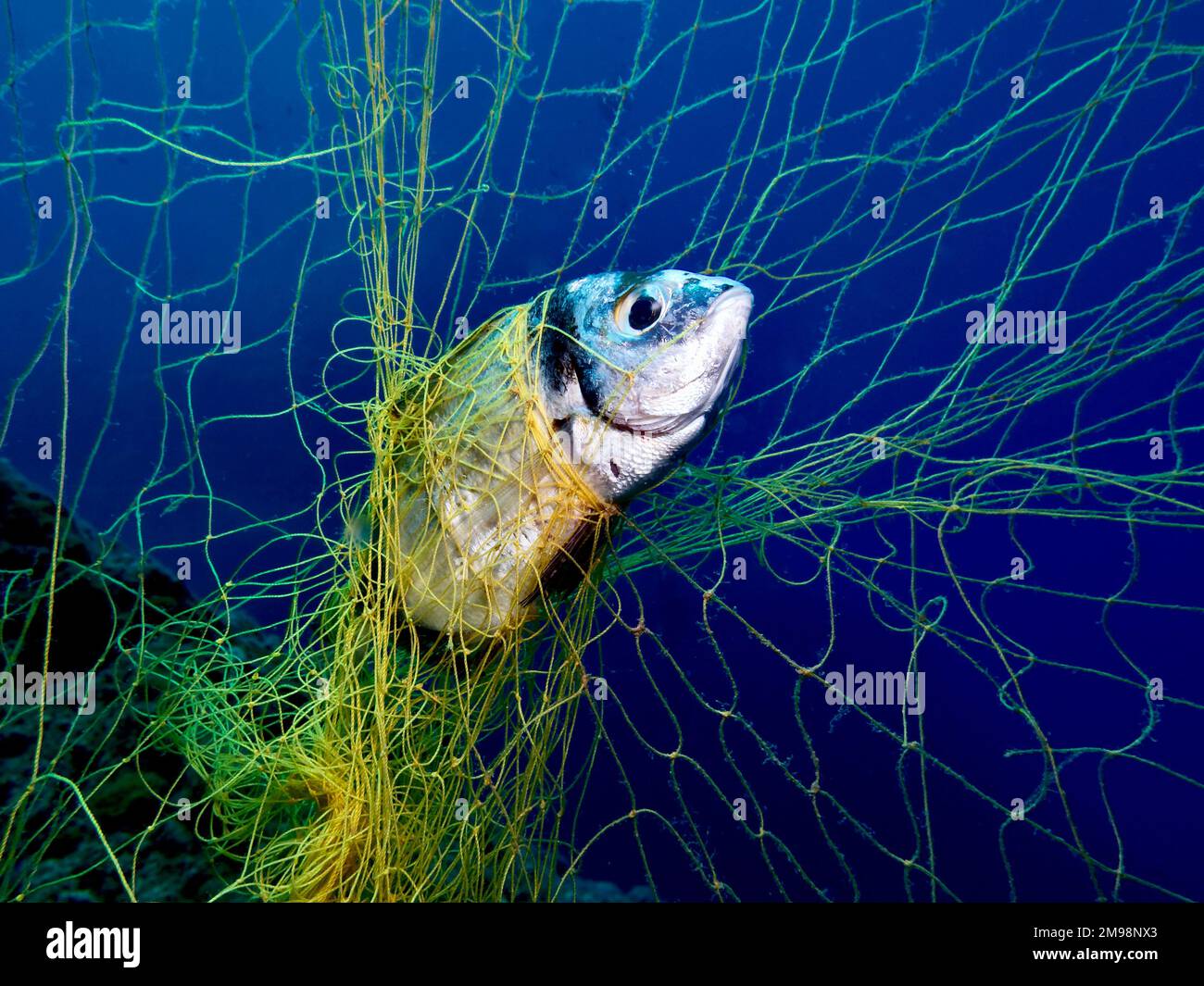 Fish caught in nets hi-res stock photography and images - Page 3 - Alamy