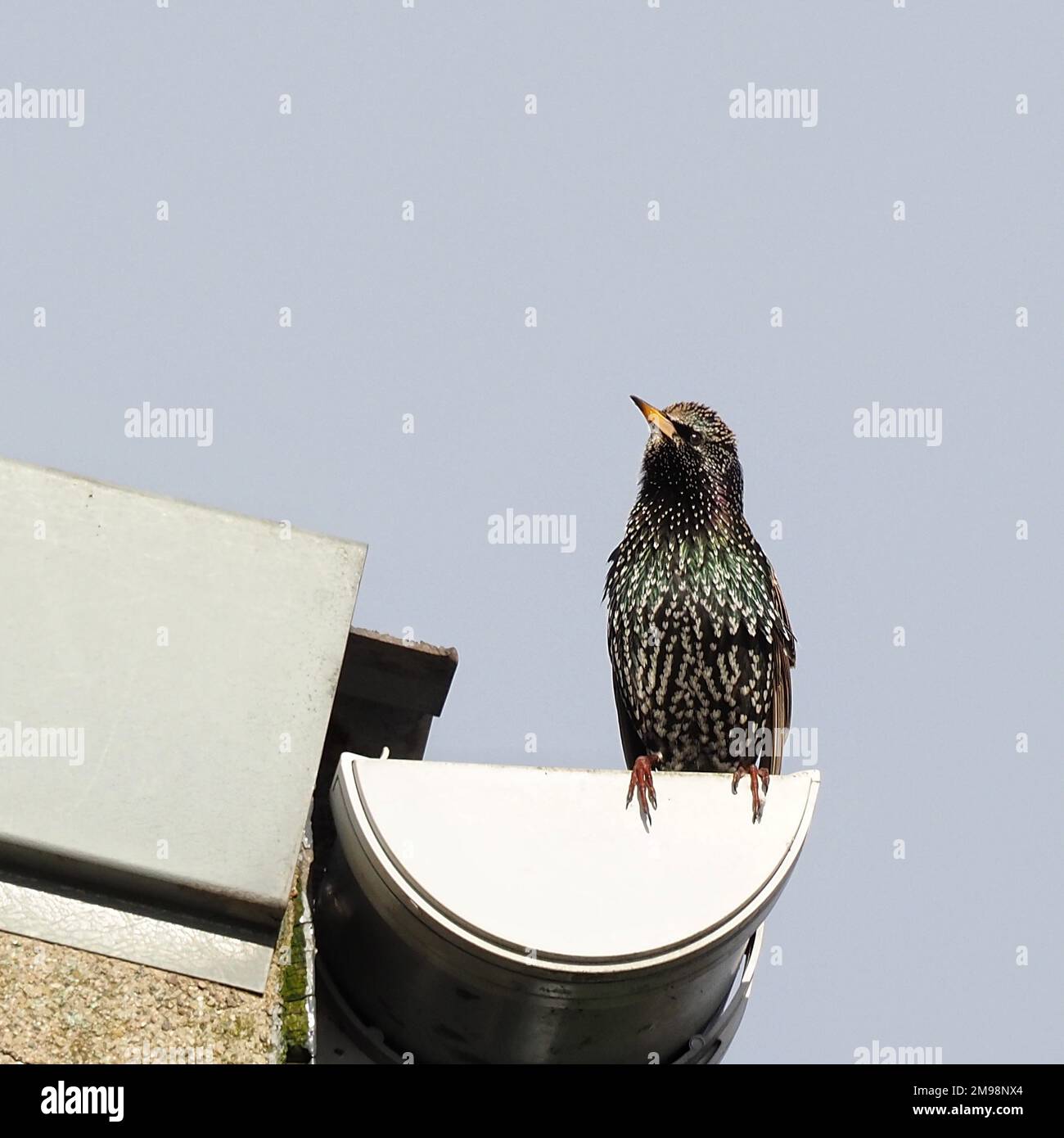 Starling on a gutter Stock Photo