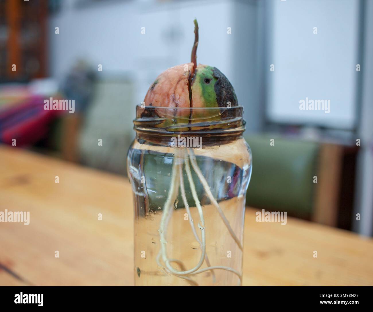 organic avocado plant growing at home in water Stock Photo - Alamy