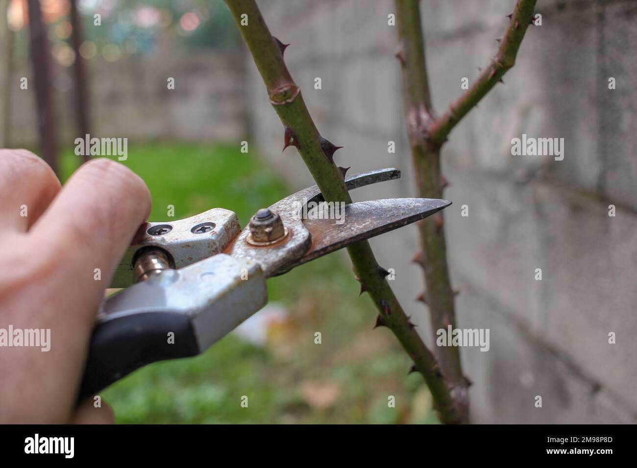 human hand pruning rose trees in the garden Stock Photo Alamy