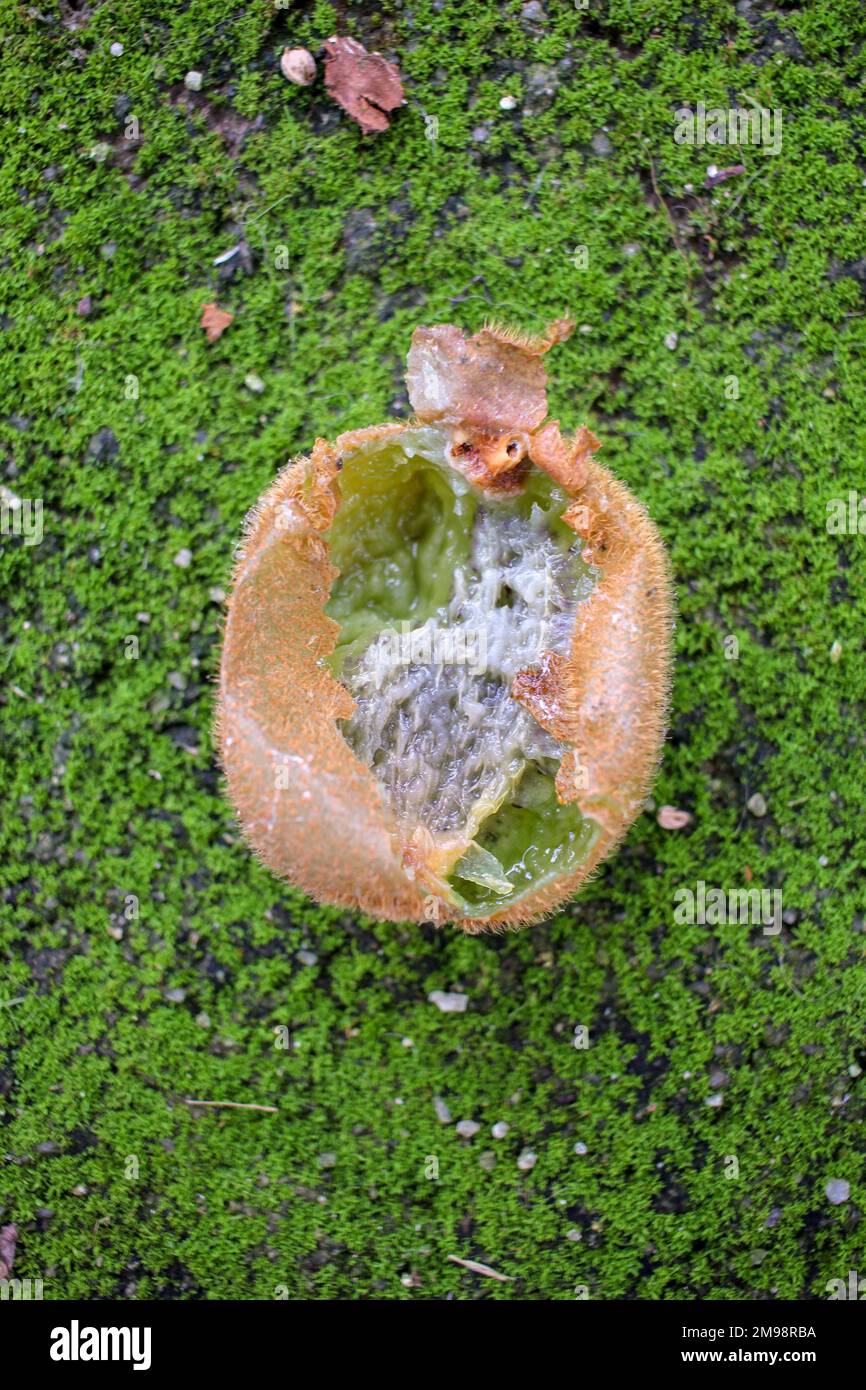 Rotting Insects kiwi rotting and eaten by insects in my orchard Stock Photo - Alamy