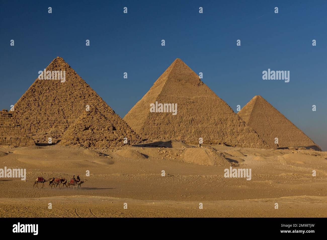 Camels in front of the Great pyramids of Giza, Egypt Stock Photo - Alamy
