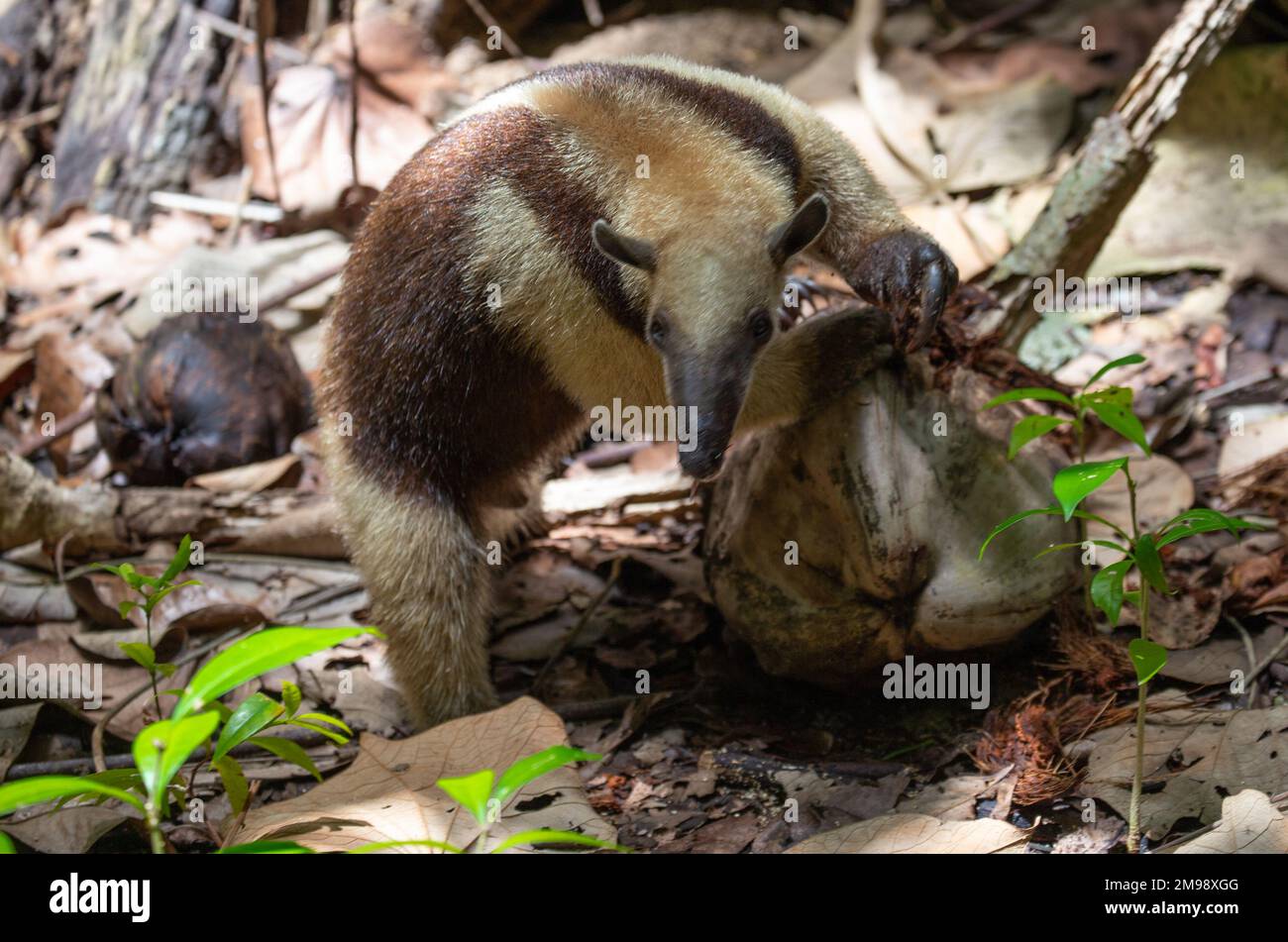 Beautiful anteater searches for food in a coconut in Cahuita National Park on the Caribbean coast in Costa Rica. Stock Photo