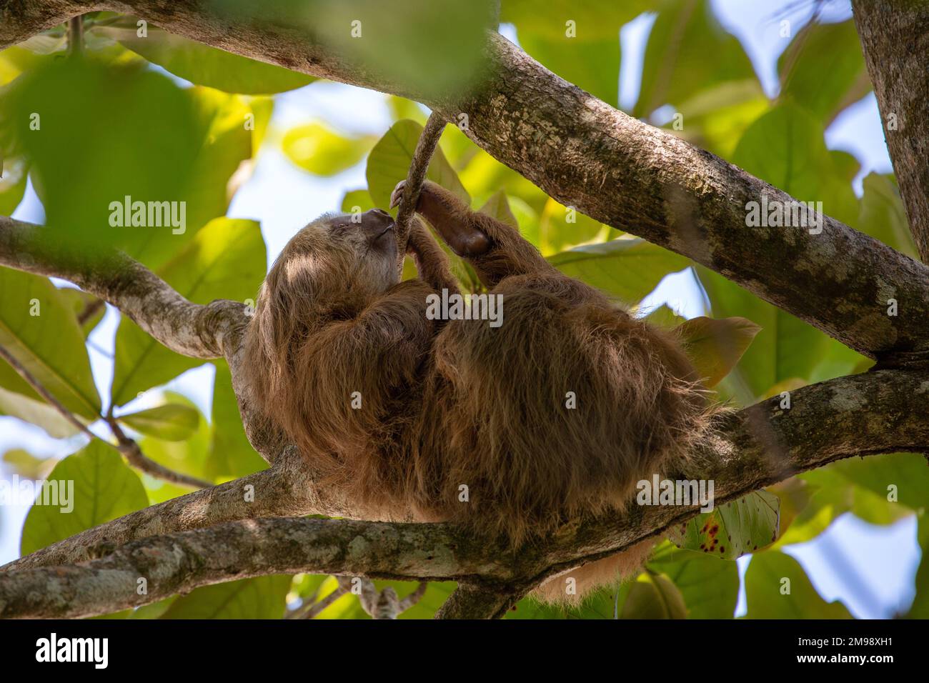 One cuddly three-toed sloth hangs in a branch in Cahuita National Park, Costa Rica. Stock Photo