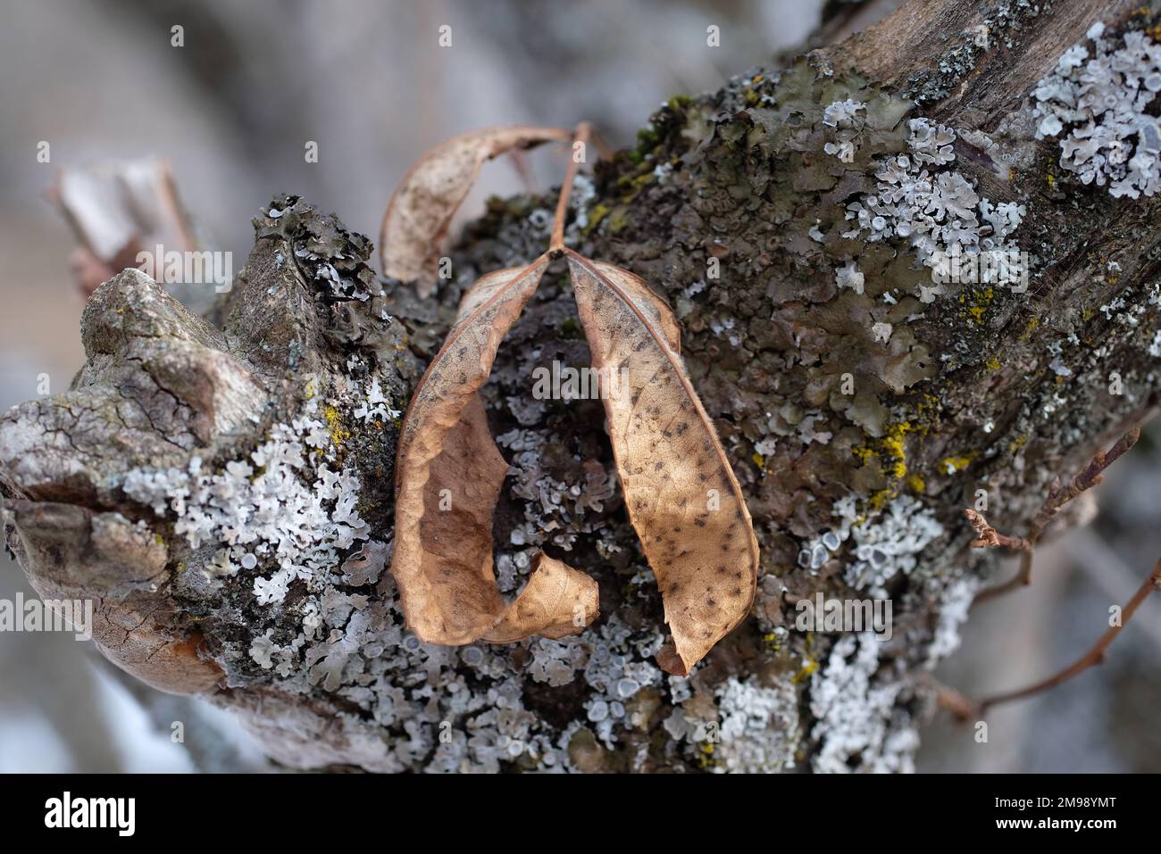 The leaf of on a wild pear branch covered with lichen. Stock Photo