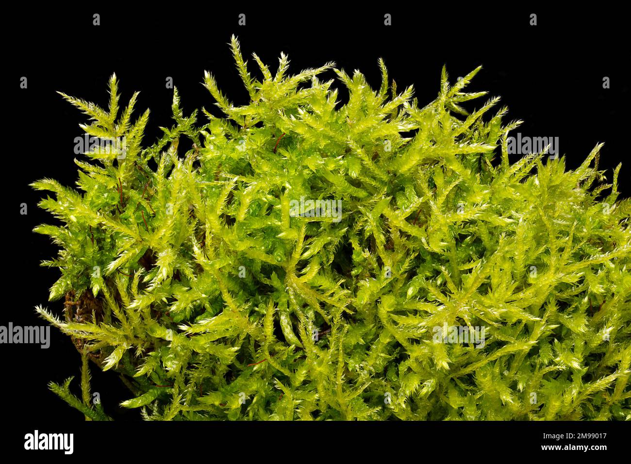 Peat moss, sphagnum moss, close-up, from above, on black background. Also known as bog or quacker moss. Decayed and dried it is used in gardening. Stock Photo