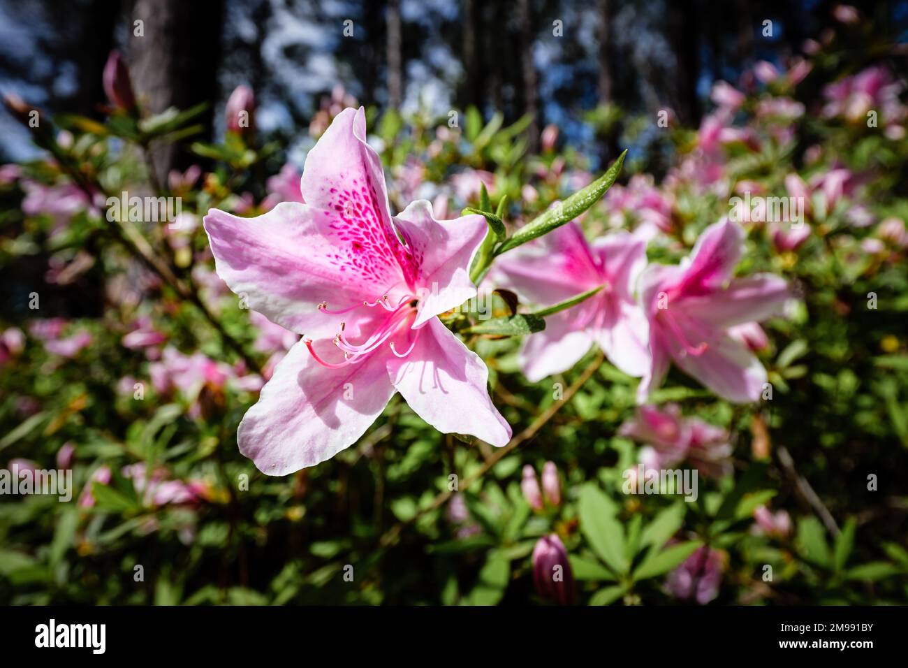 Colorful bright pink and white azalea flowers with natural green bush background. Stock Photo