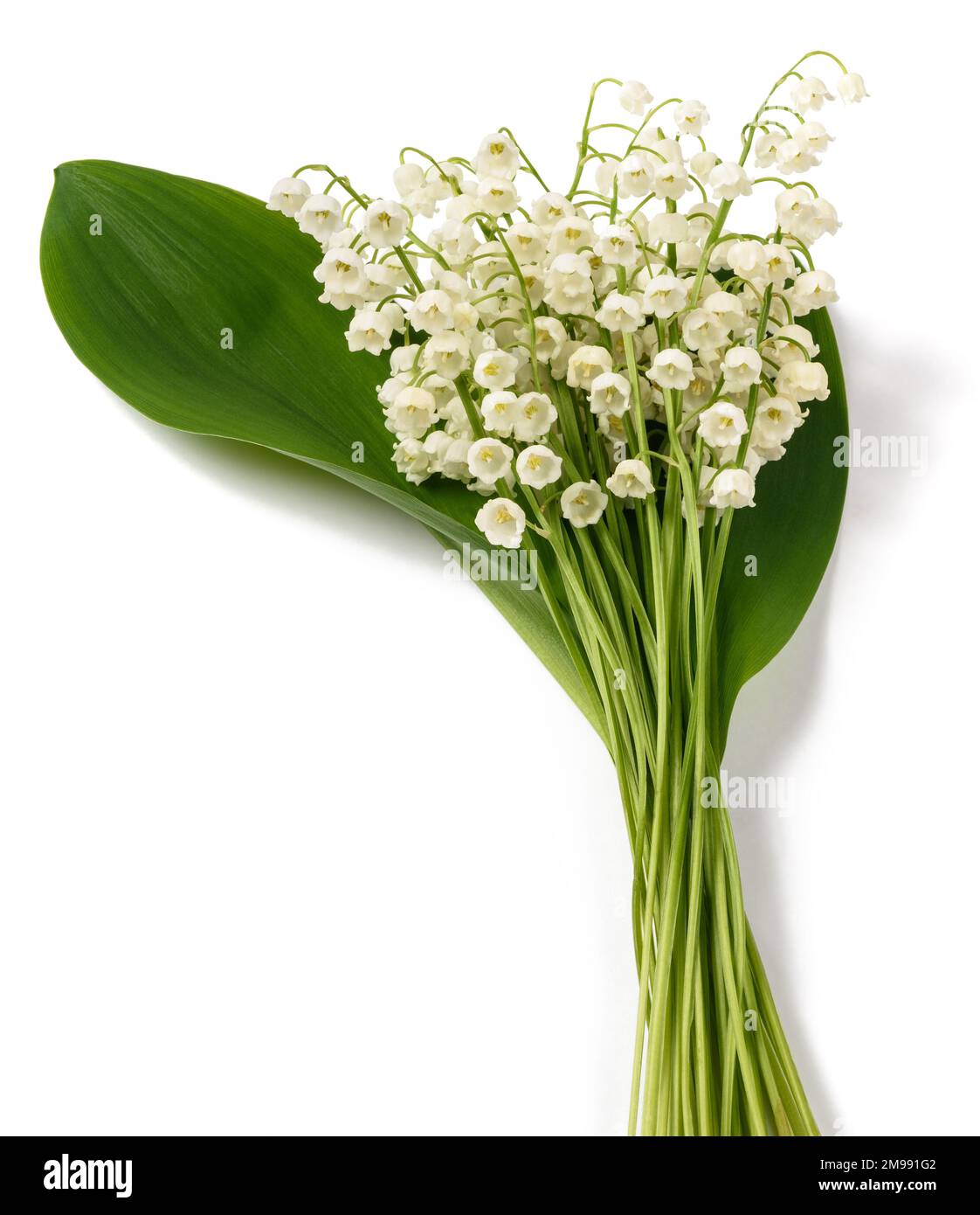 Lily of the valley isolated on white background Stock Photo - Alamy