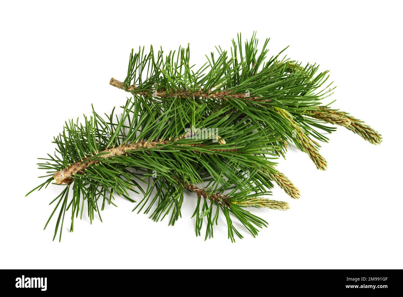 Mugo pine branches  isolated on white background Stock Photo