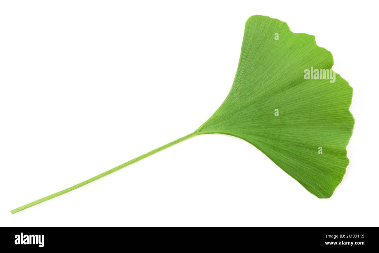 Ginkgo biloba leaf isolated on white  background Stock Photo