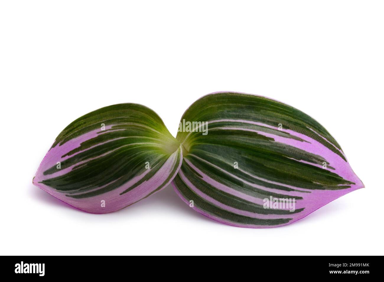 Tradescantia  Nanouk plant isolated on white background Stock Photo