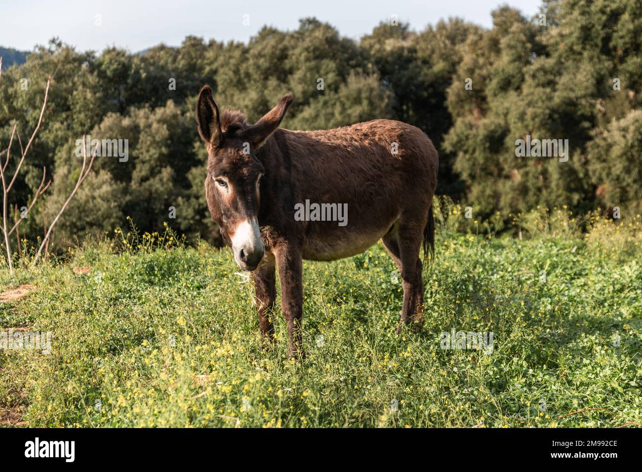 Donkey standing in field on hi-res stock photography and images - Alamy