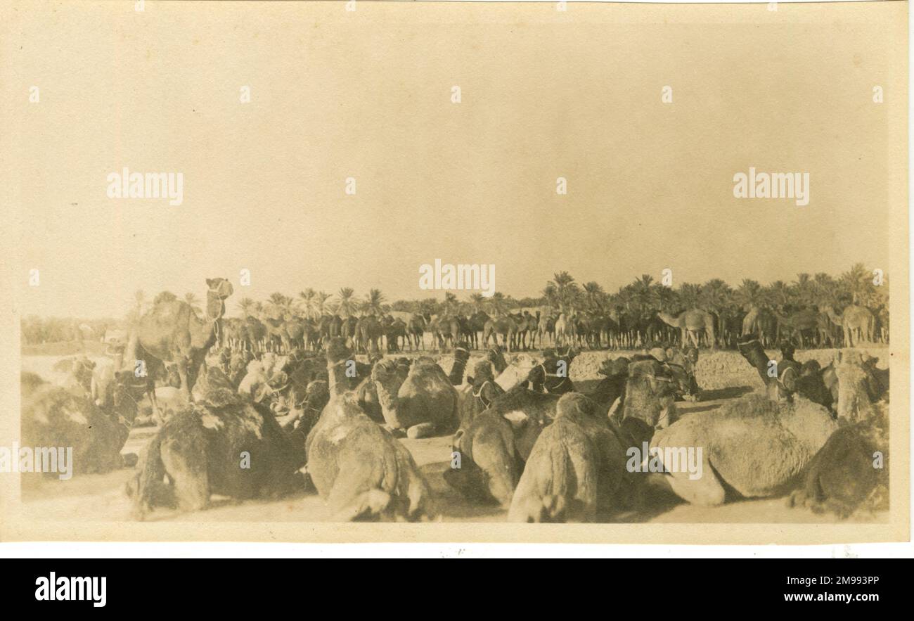 Camel Unit, Basra, Iraq, during the First World War. Stock Photo