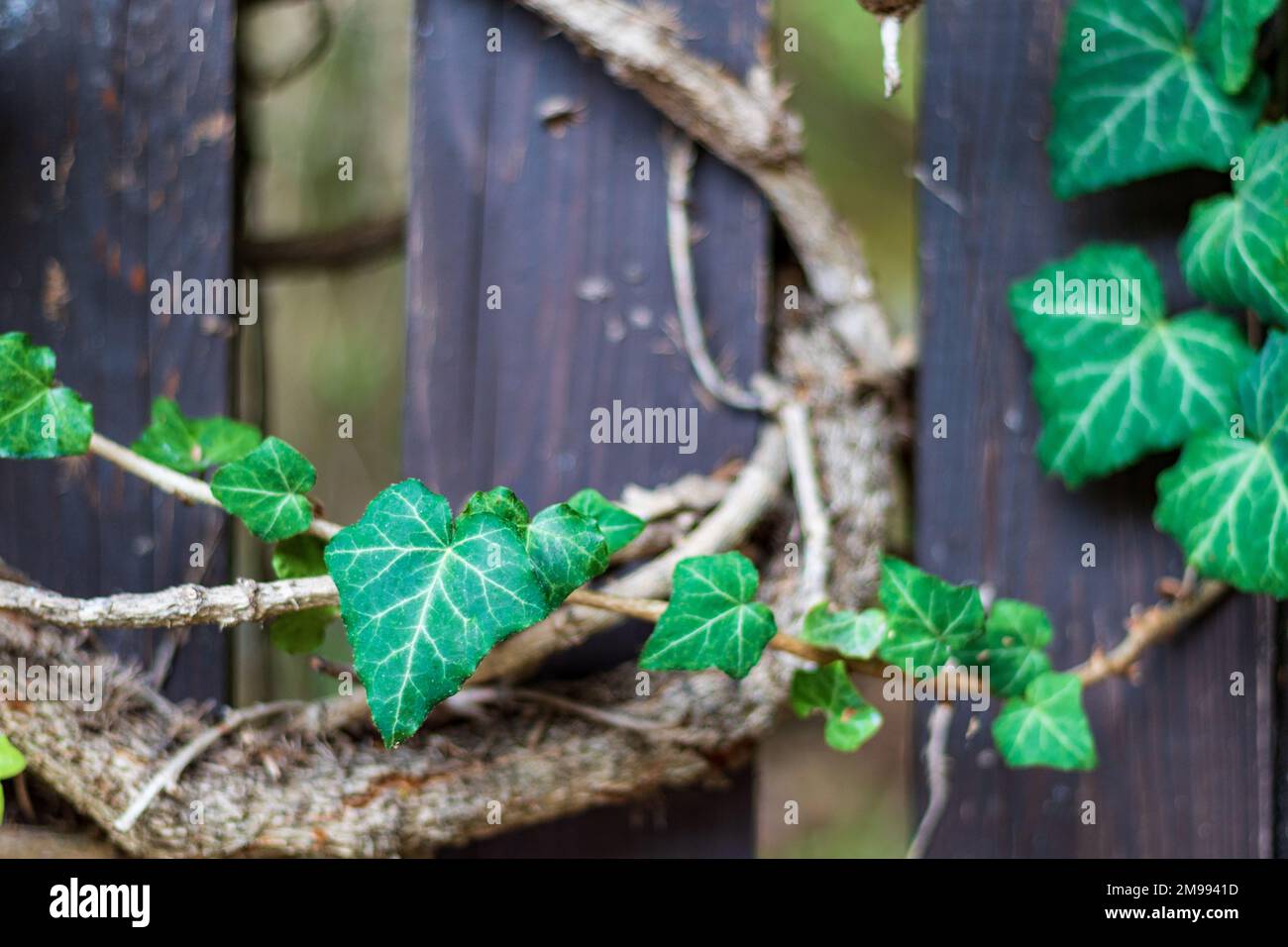 green ivy leaves on a wooden fence, closeup Stock Photo