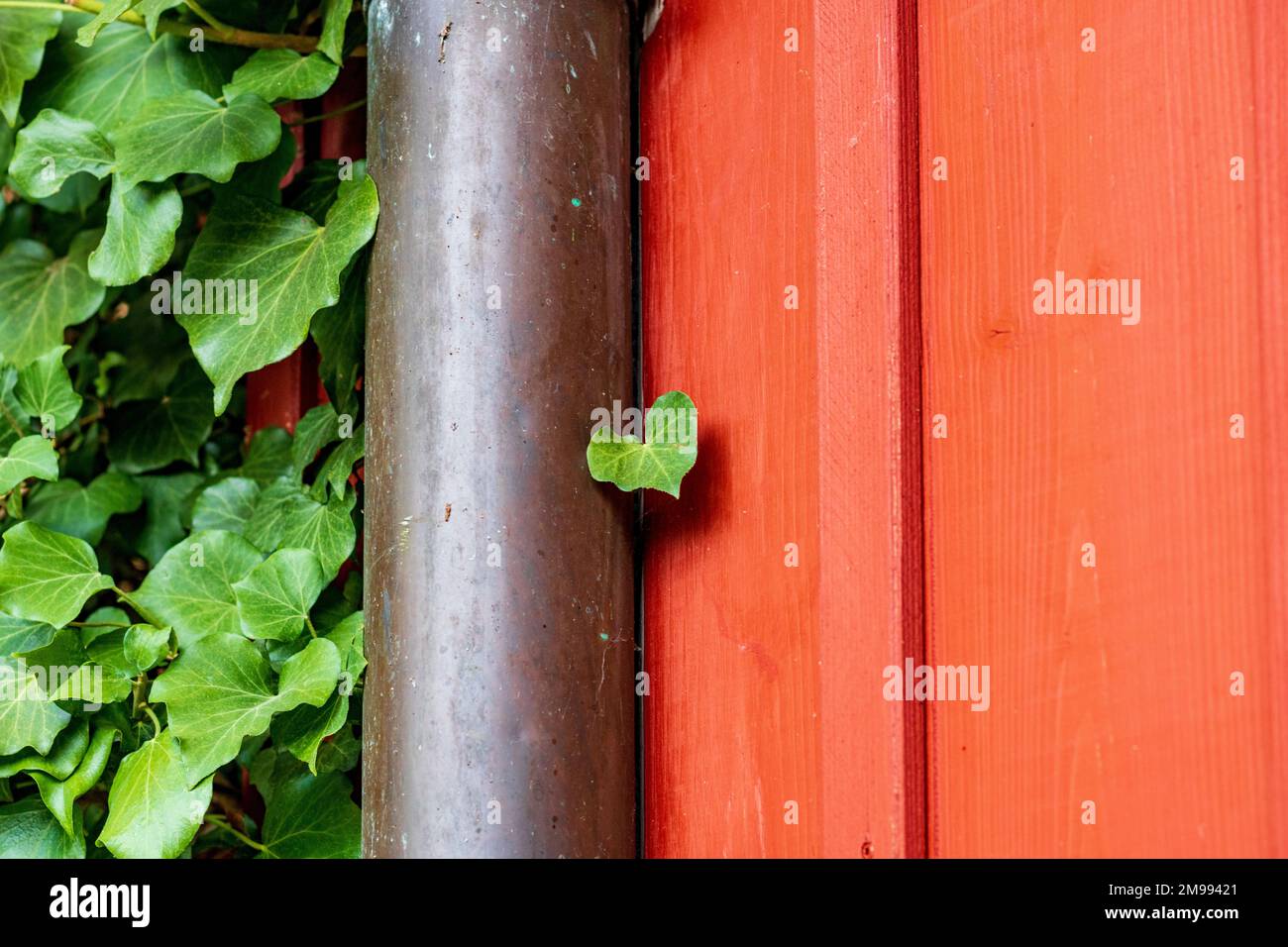 red wooden wall with green ivy leaves (hedera helix) and rain gutter, closeup Stock Photo