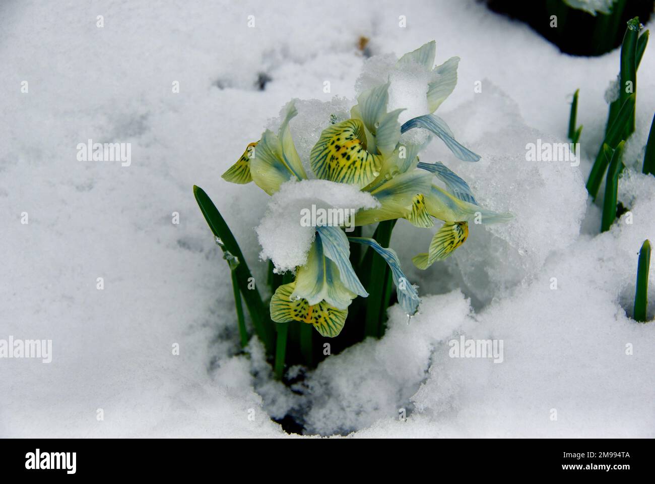 Flowering Dwarf Iris plant in flowerbed with a lot of snow in early spring. Stock Photo