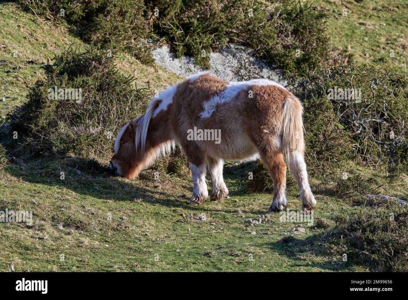 Dartmoor Hill Ponies at Lower Cherry Brook Bridge, Dartmoor National