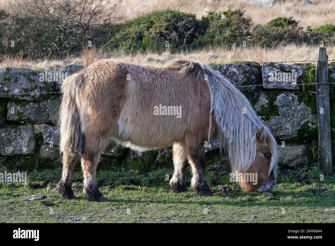 Dartmoor Hill Ponies at Lower Cherry Brook Bridge, Dartmoor National Park, Devon Stock Photo