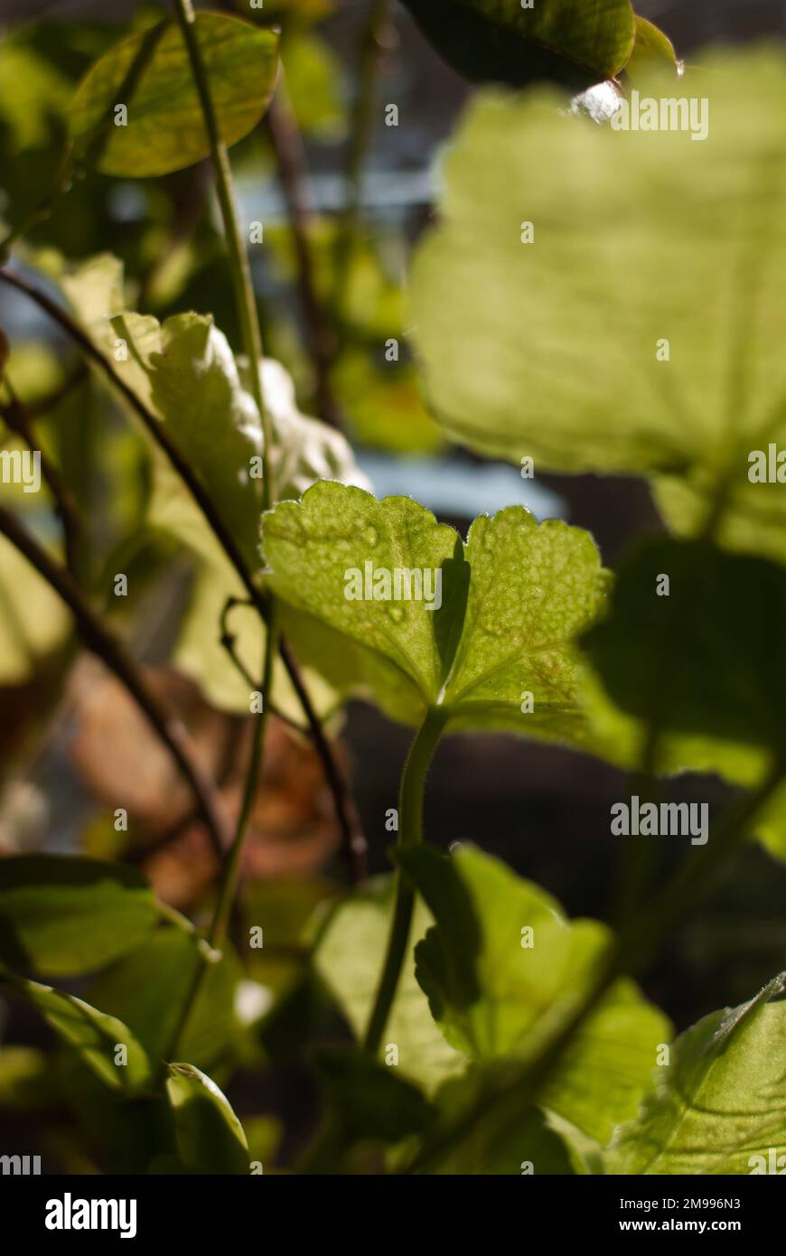 Flowerpot leaves rays sun hi-res stock photography and images - Alamy