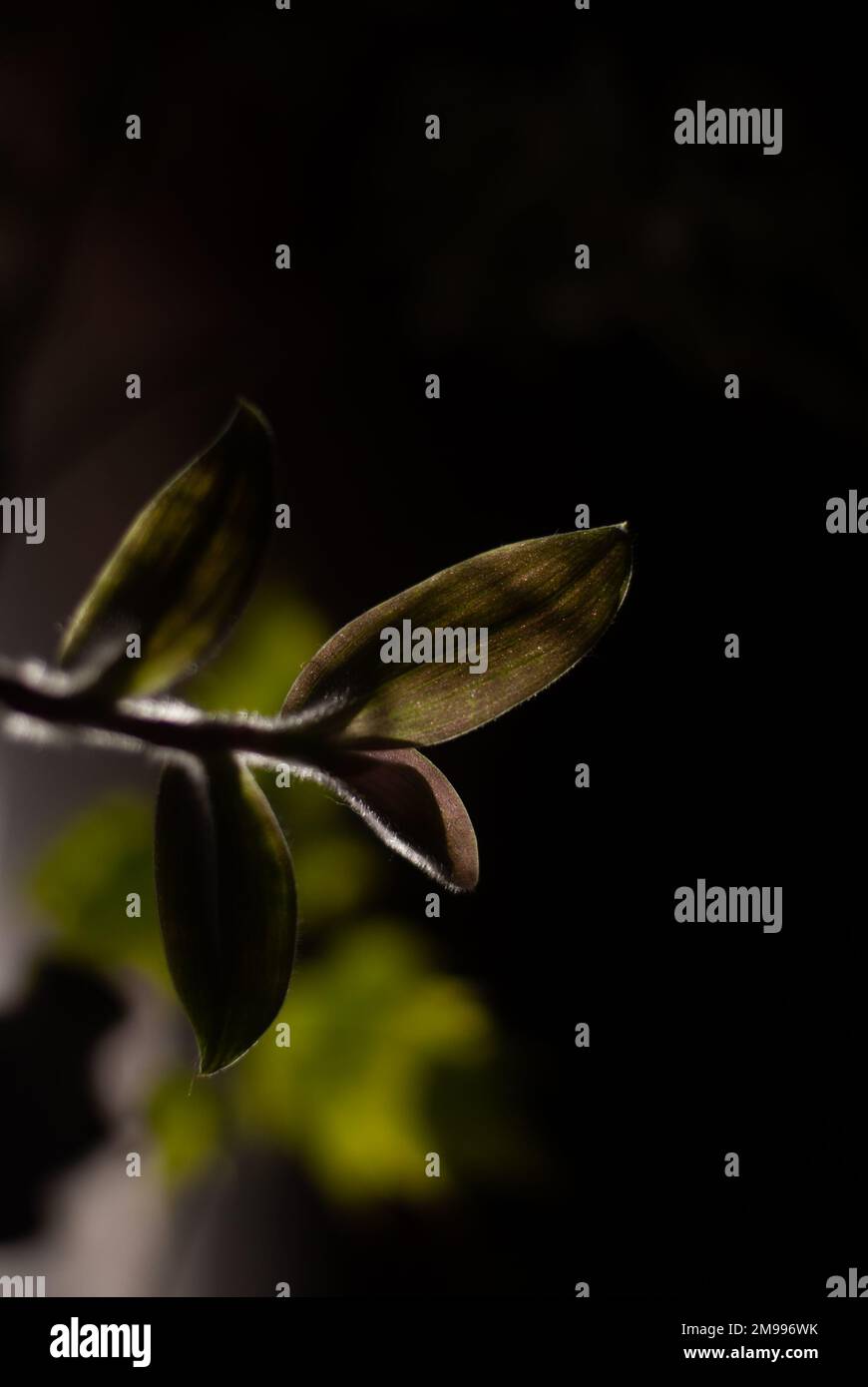 Shine on leaves hi-res stock photography and images - Alamy