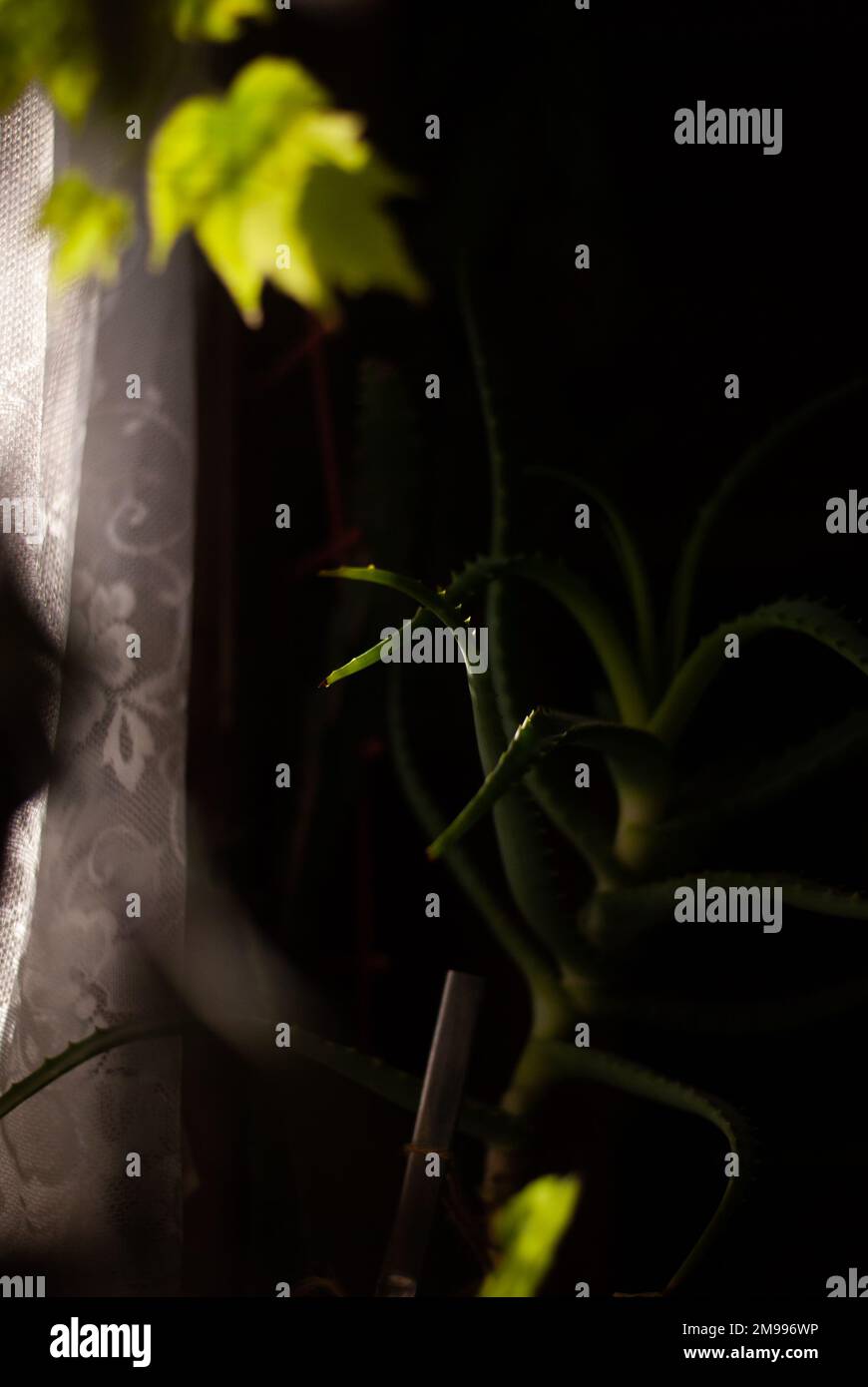 Plant in ground pot hi-res stock photography and images - Alamy