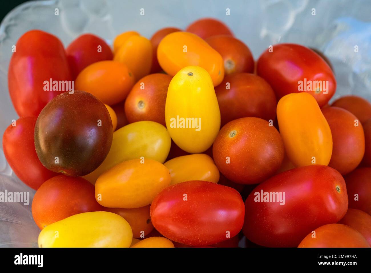 Small Rainbow-colored cherry tomatoes. Stock Photo