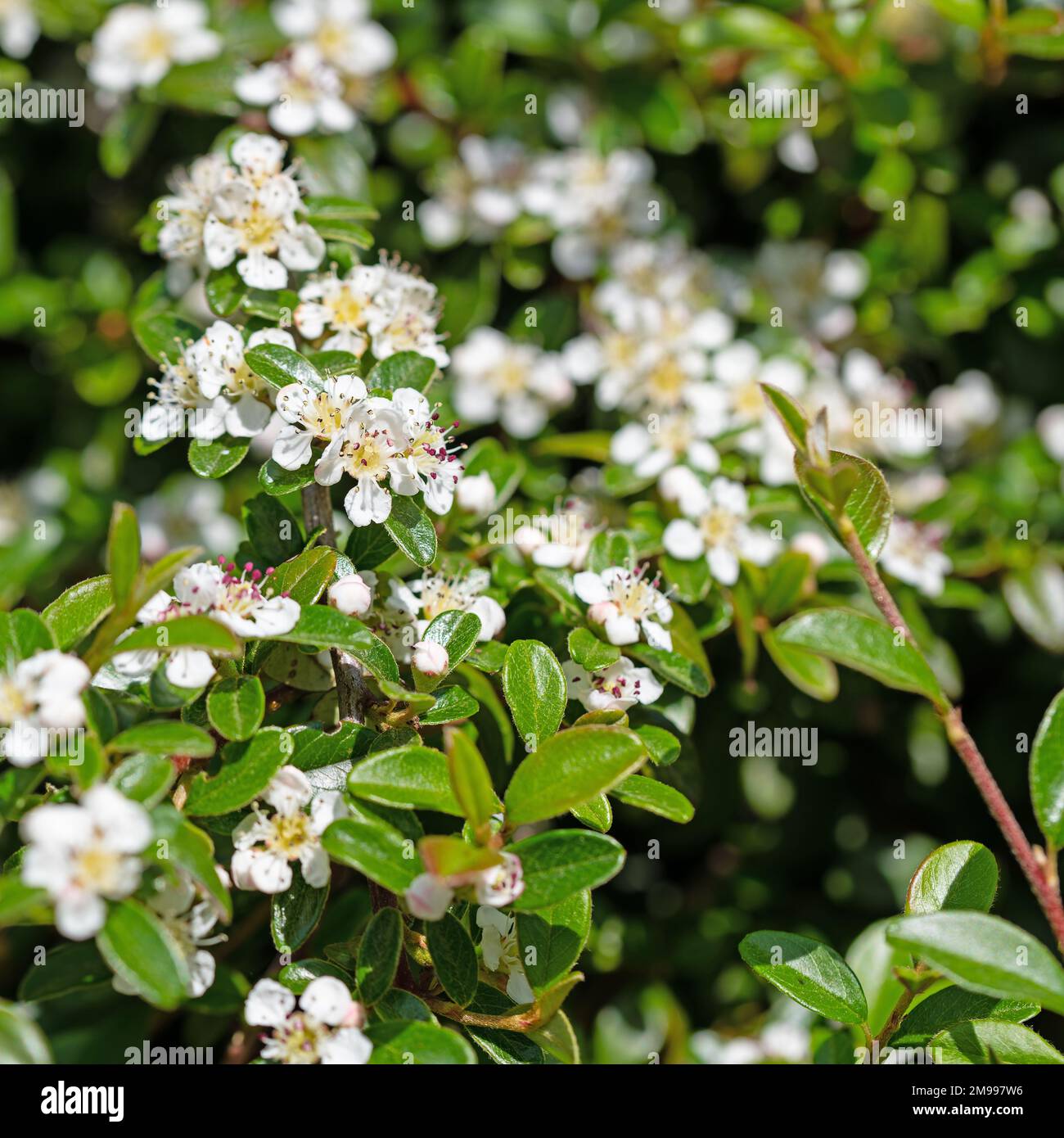 White flowers of the cotoneaster in spring Stock Photo
