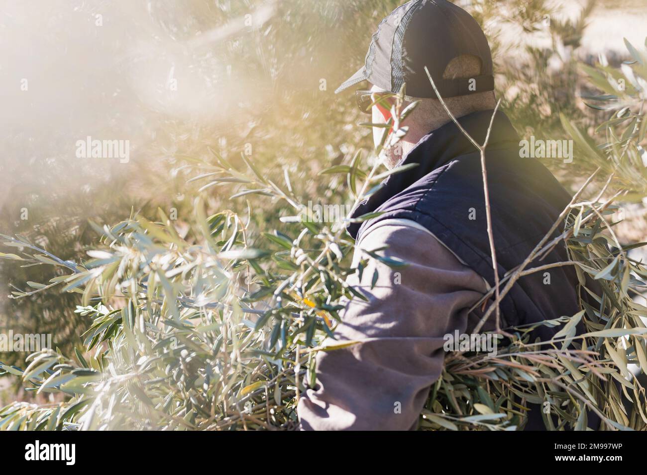 Side view of unrecognizable mature male farmer in casual clothes and cap harvesting ripe olives during work in countryside on sunny day Stock Photo