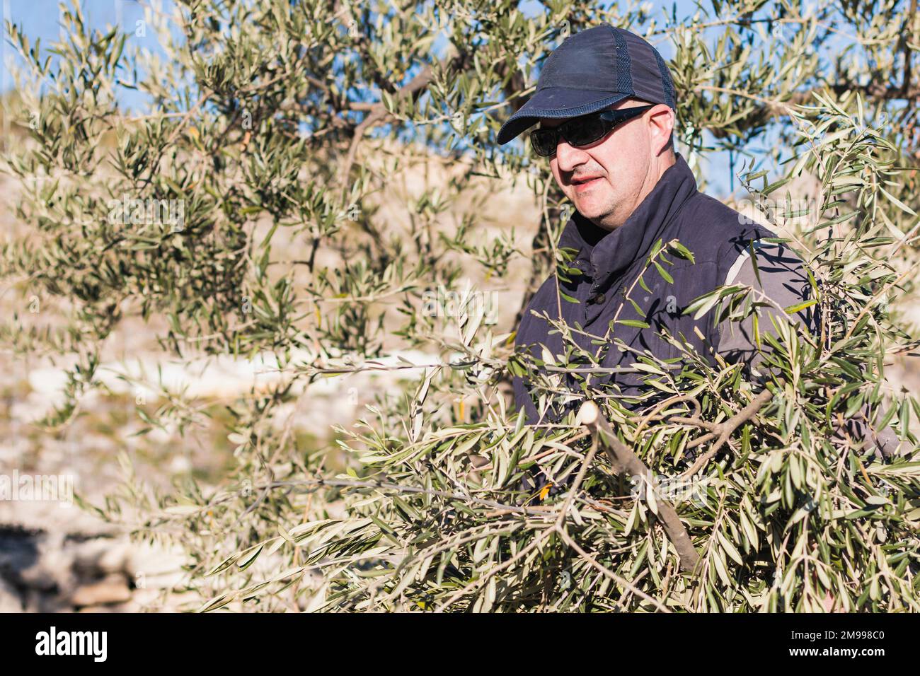 Positive mature male farmer in casual clothes cap and sunglasses standing near olive trees during harvesting works on sunny day in countryside Stock Photo
