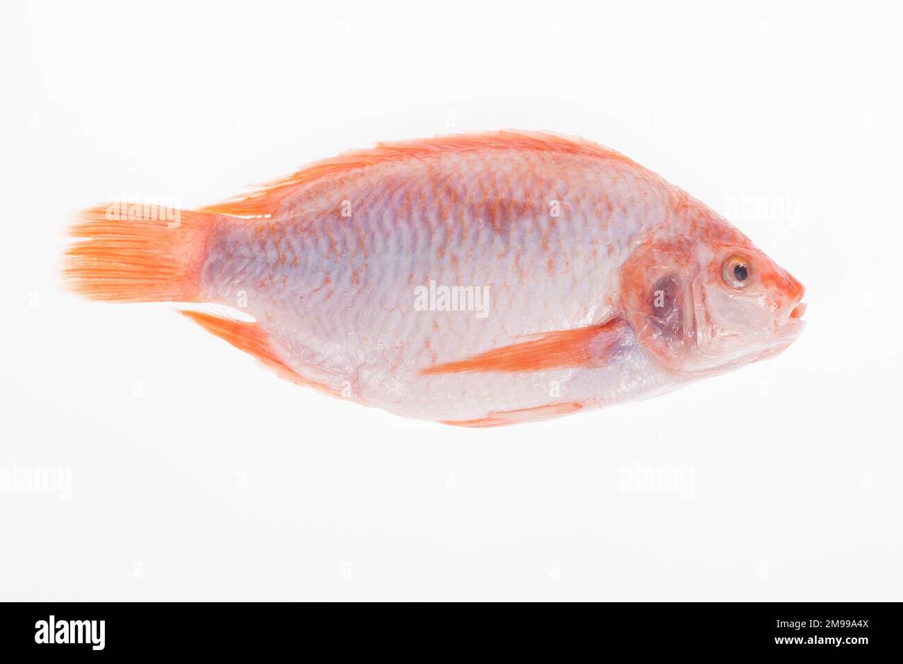 fish, red mojarra or red tilapia on white background Stock Photo Alamy