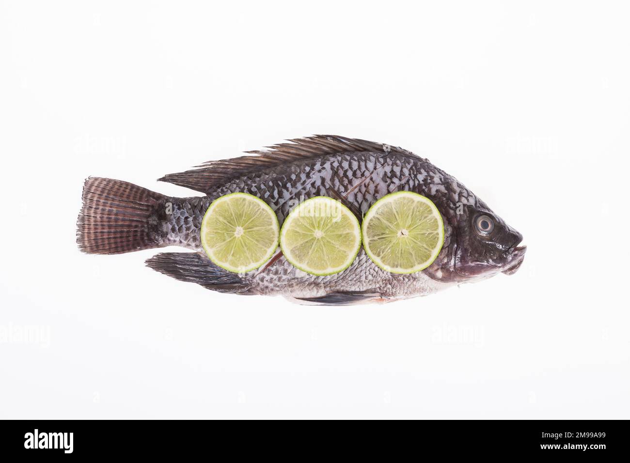 Fish, Platy mojarra, Nilotic tilapia, Chitralada tilapia on white background Stock Photo Alamy