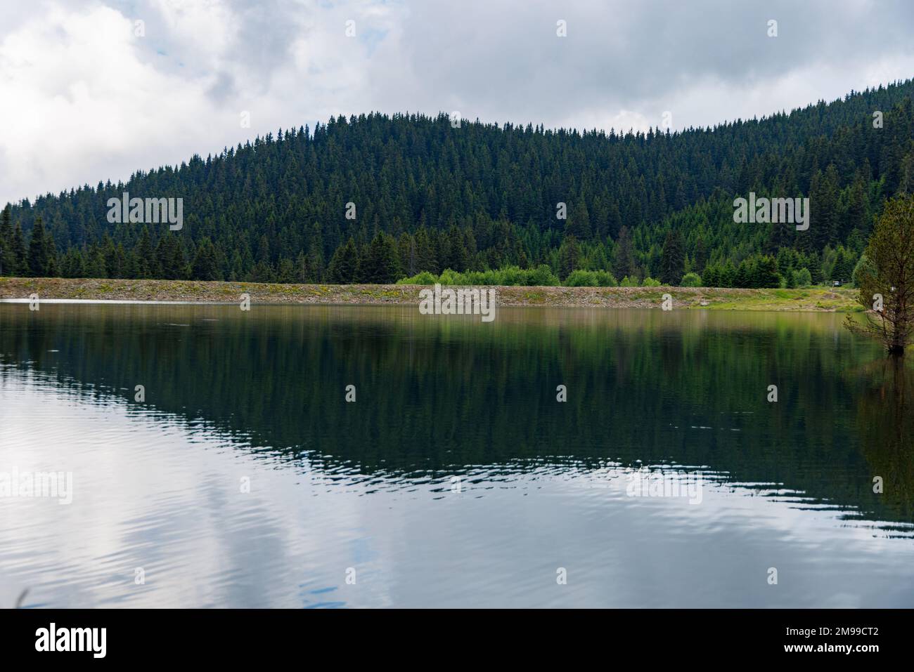 Small blue reflecting lake and clear cool water with stone narrow wild shore in coniferous spruce forest with tall fir trees, against pale blue daytim Stock Photo