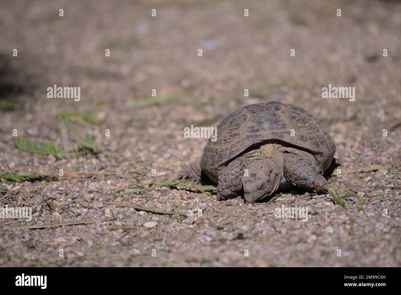 Russian tortoise (Testudo horsfieldii) standing on a field of gravel Stock Photo
