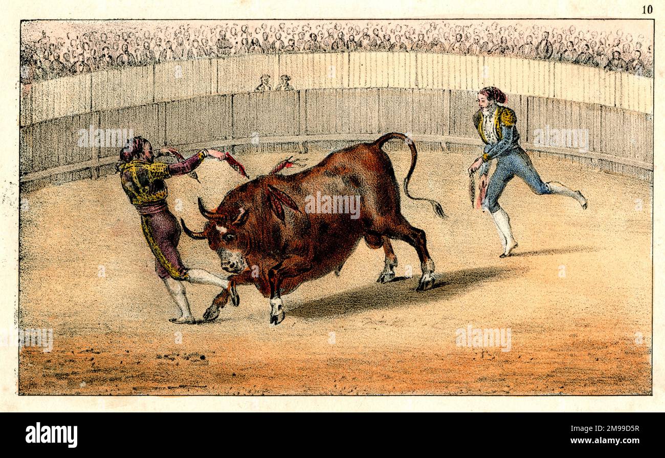 A bull and a man are fighting in a bullfight. Banderillero torero  banderillas. - PICRYL - Public Domain Media Search Engine Public Domain  Image