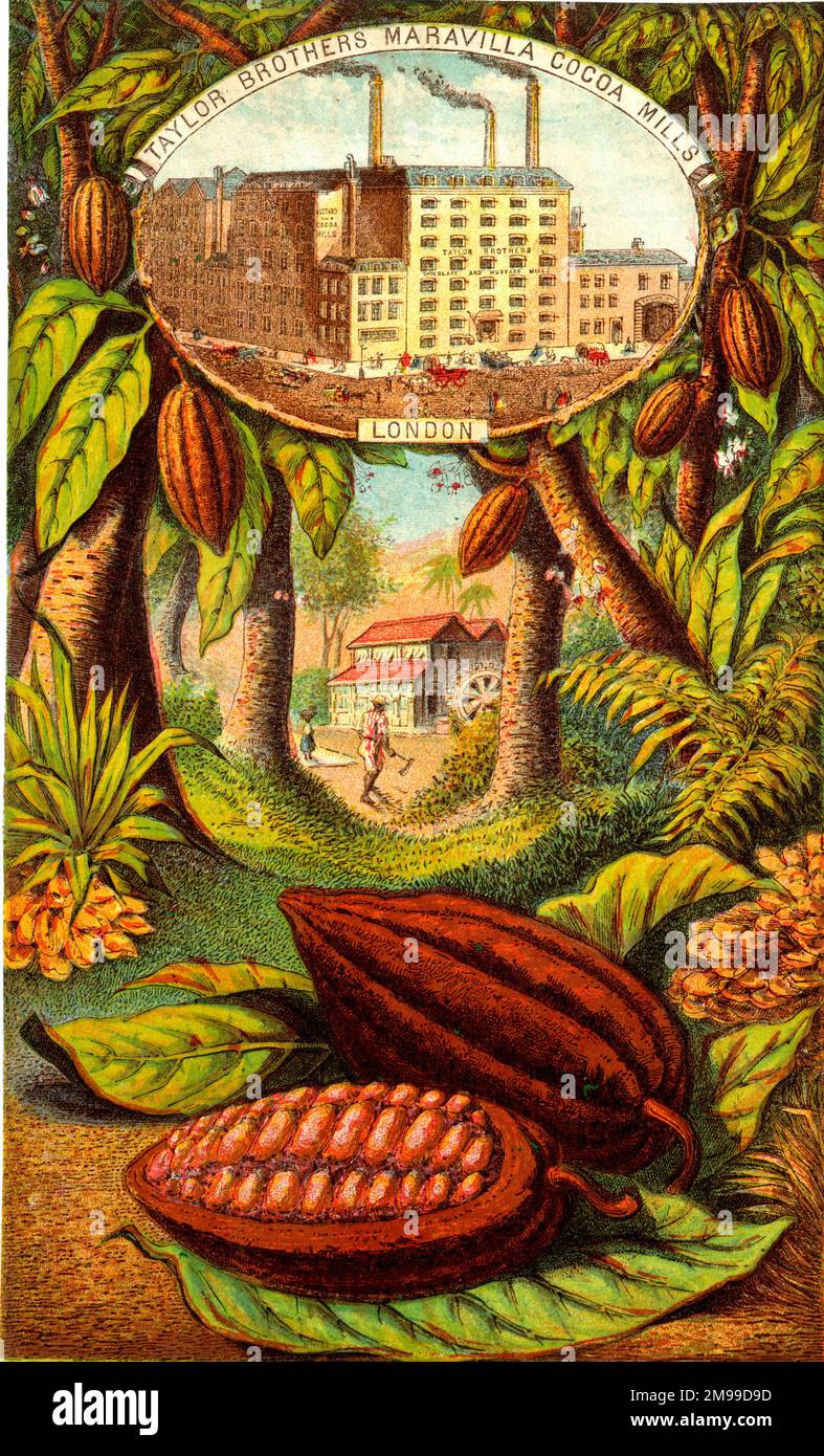 Advertisement, Taylor Brothers, Maravilla Cocoa Mills and Estate, cocoa and chocolate manufacturers. The mill was at Brick Lane in East London. Stock Photo