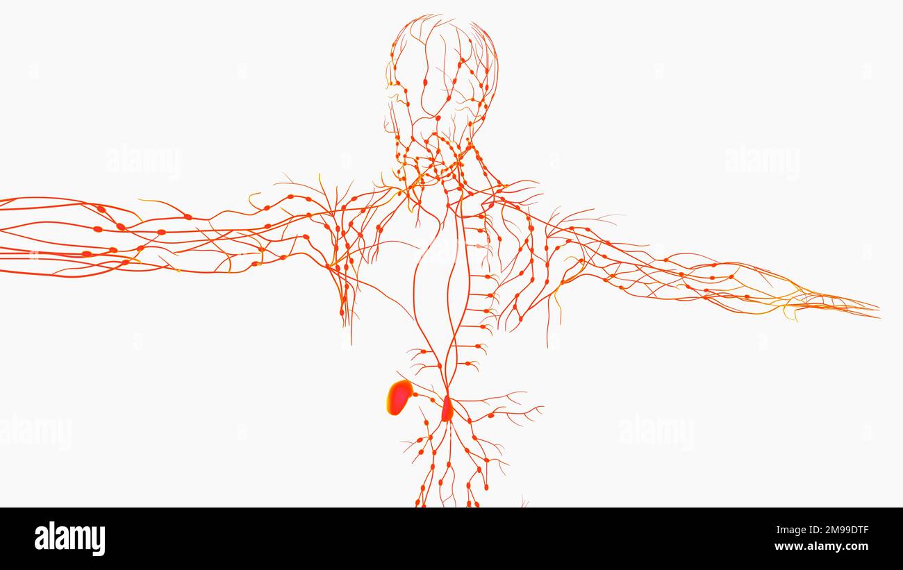 Human lymph nodes anatomy for medical concept 3D illustration Stock ...