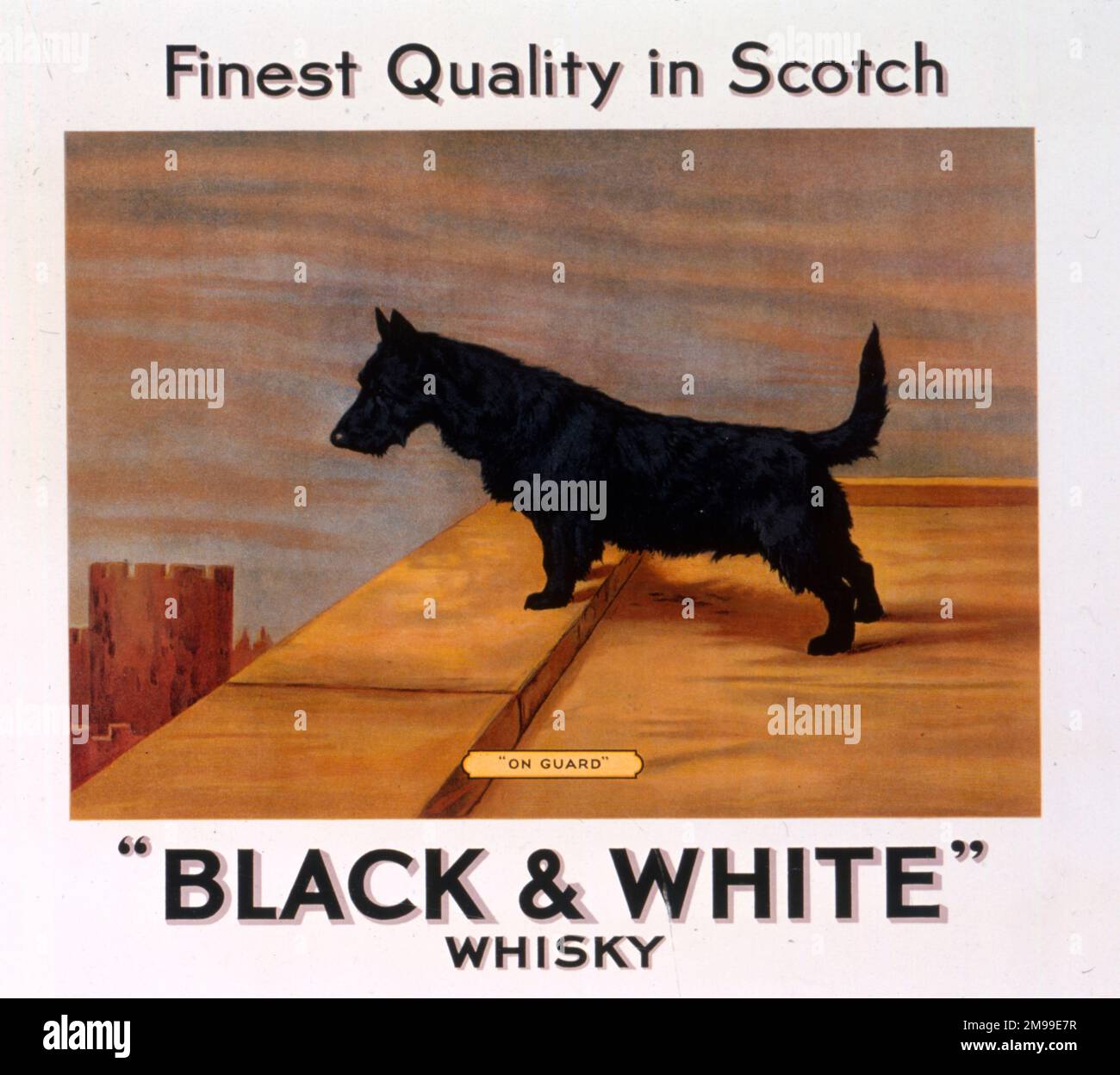 Advertising showcard, Scots terrier dog, Buchanan's Black & White Scotch Whisky. Stock Photo