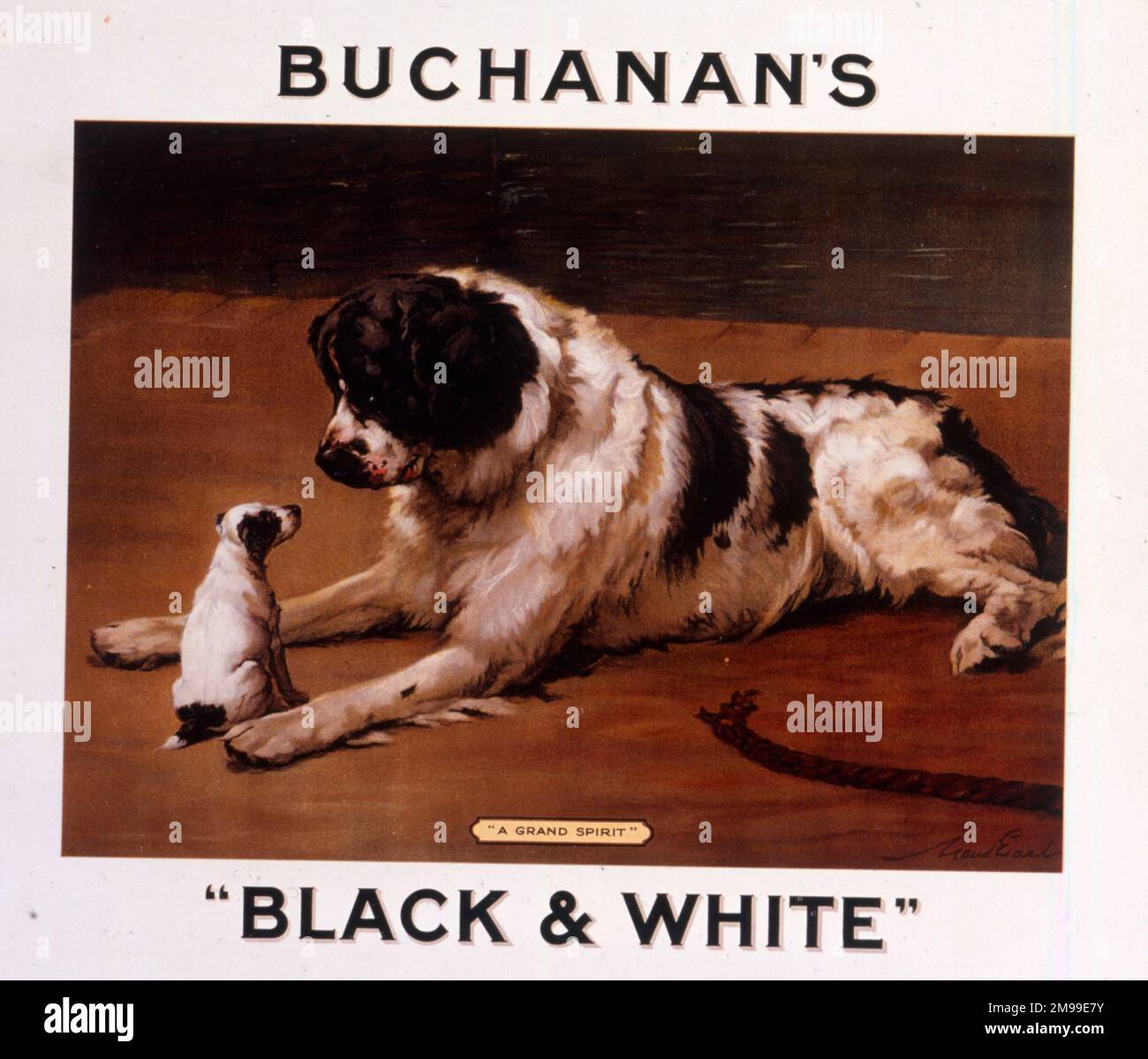 Advertising showcard, large Saint Bernard dog with puppy, Buchanan's Black & White Scotch Whisky. Stock Photo