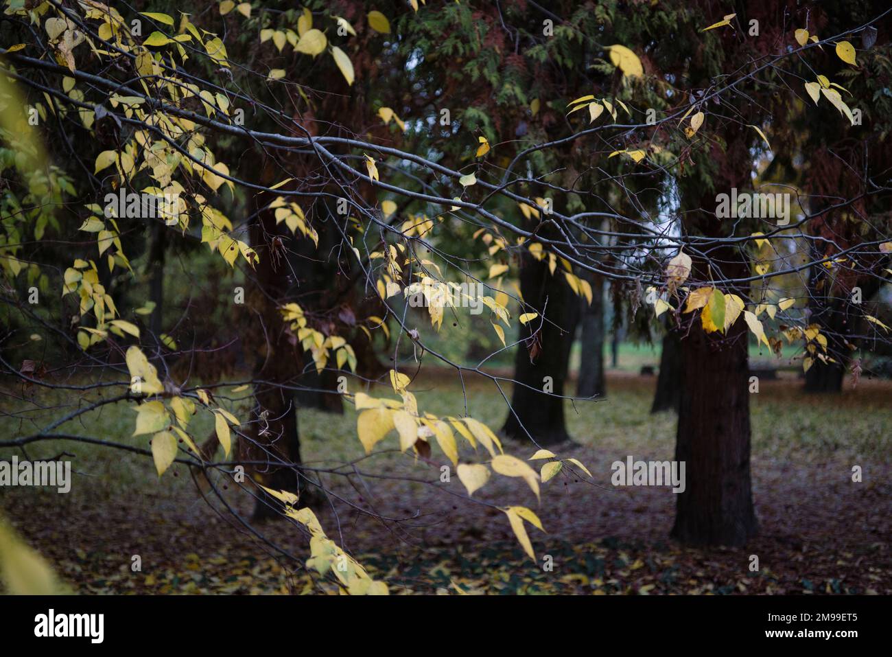 Yellowing autumn leaves in the forest at sunset Stock Photo - Alamy