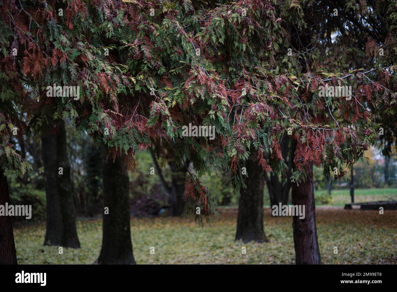 Tanning Canadian cedars in the park in wonderful autumn colors. Stock Photo
