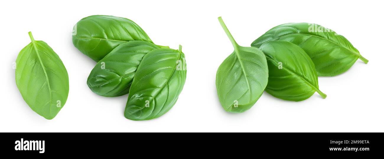 Fresh basil leaf isolated on white background with full depth of field. Top view. Flat lay Stock Photo