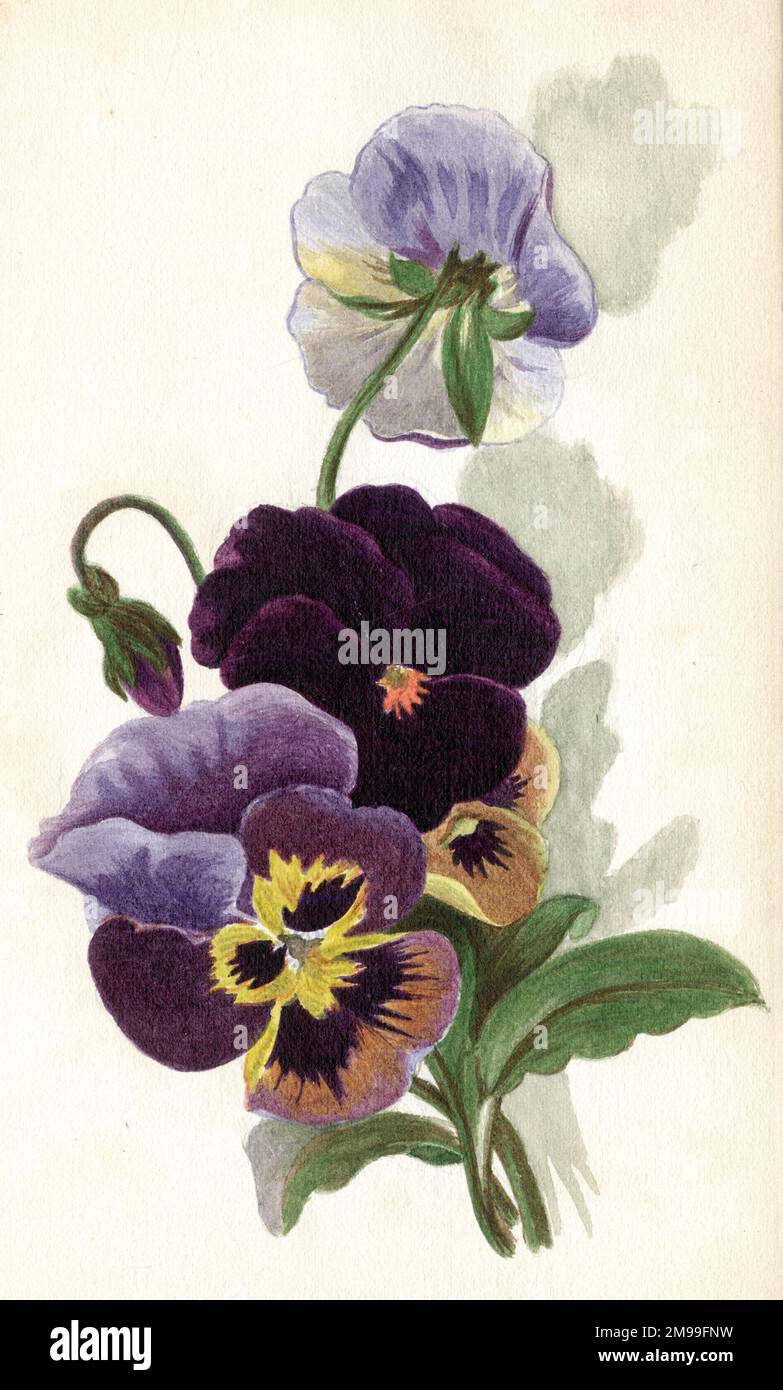 Artwork by Florence Auerbach, variegated pansies. Stock Photo