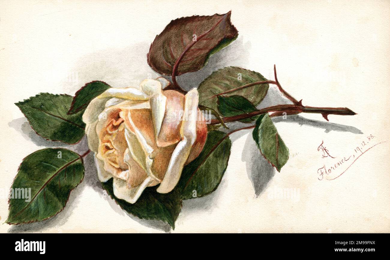 Artwork by Florence Auerbach, peach-coloured rose, dated Florence, 19 December 1883. Stock Photo
