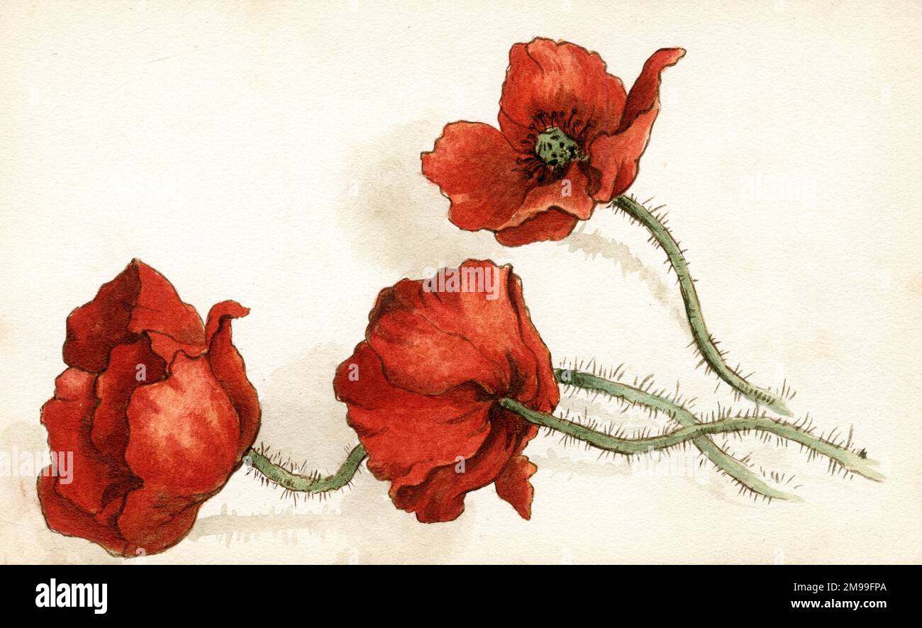 Artwork by Florence Auerbach, three red poppies. Stock Photo