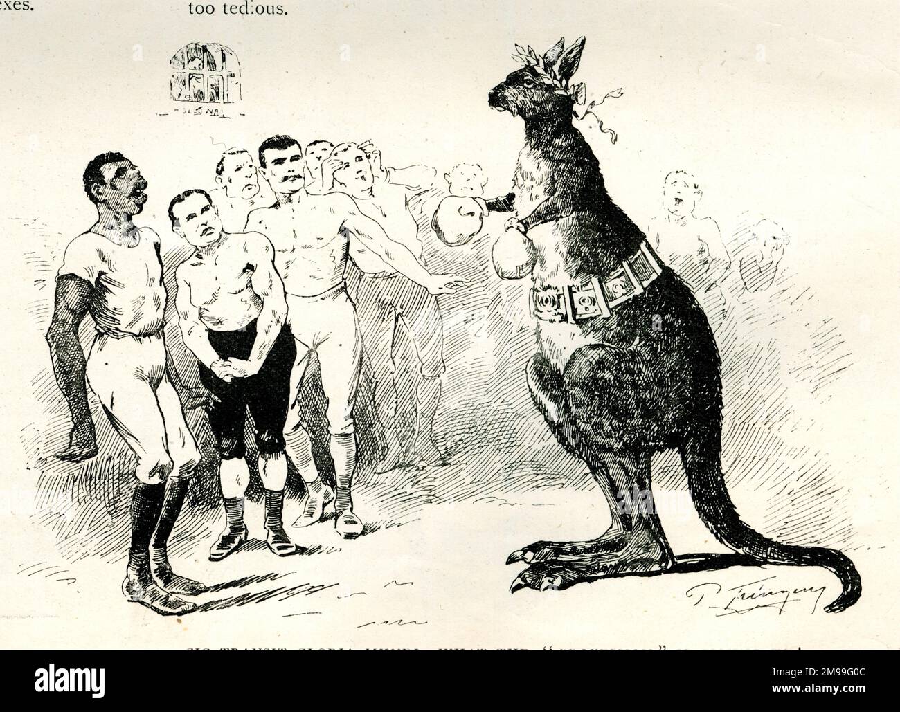 Cartoon, Boxing Kangaroo, What is the Profession coming to? Stock Photo