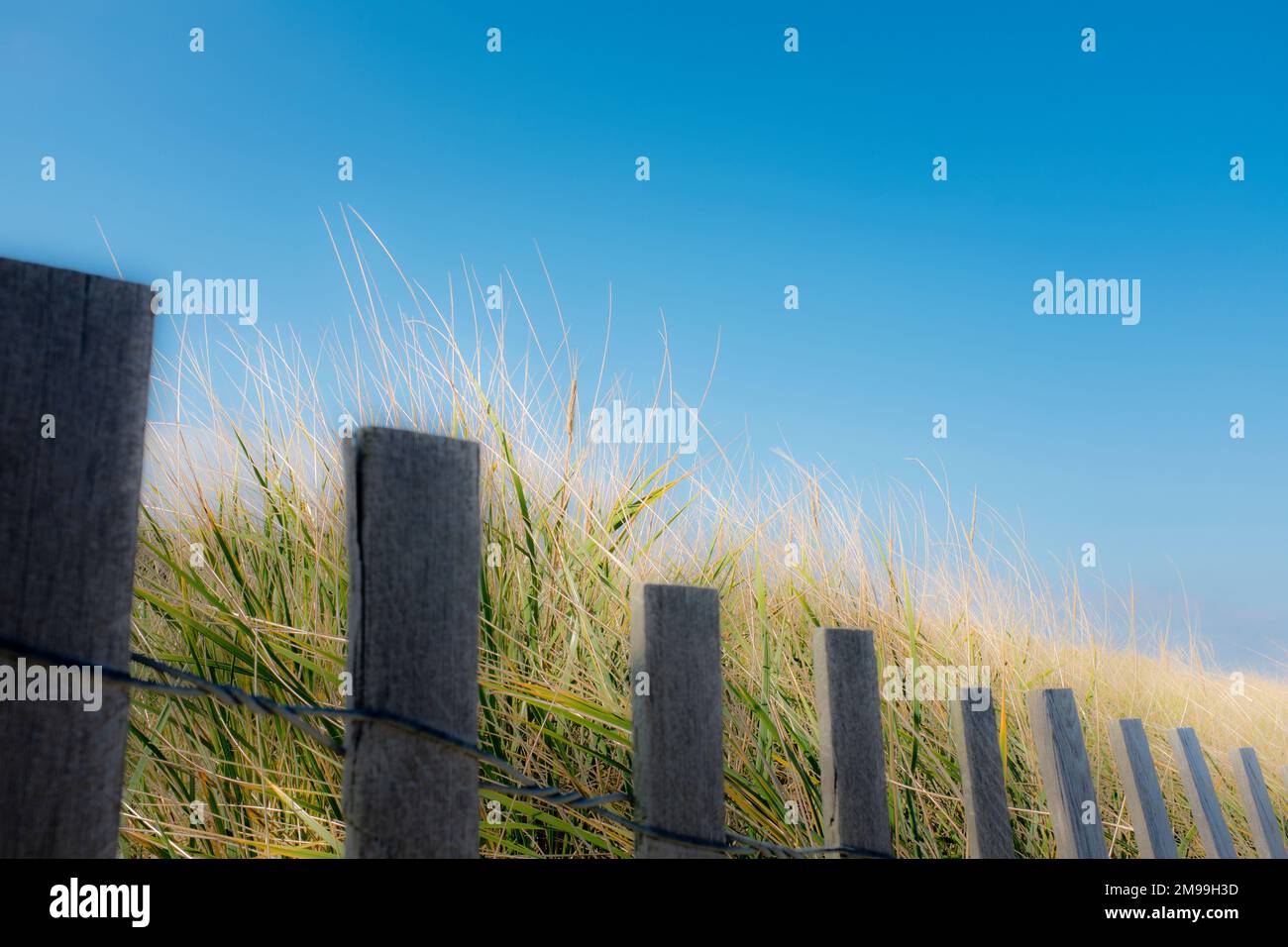 Weathered Wooden Picket Fence and Sea Grass at Beach Stock Photo - Alamy