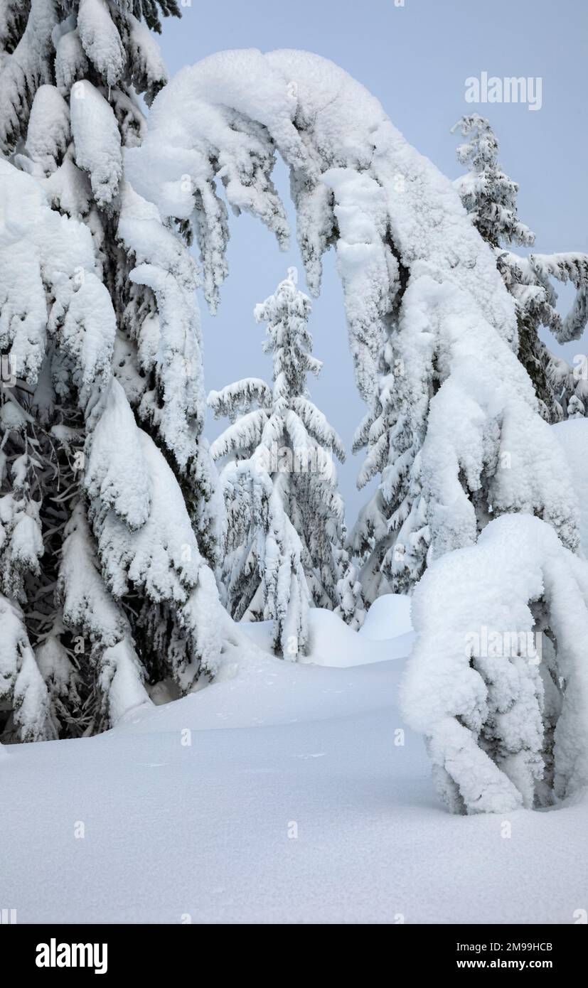 WA22908-00...WASHINGTON - Snow covered trees in the Central Cascades of Washington, part of the Okanogan-Wenatchee National Forest. Stock Photo