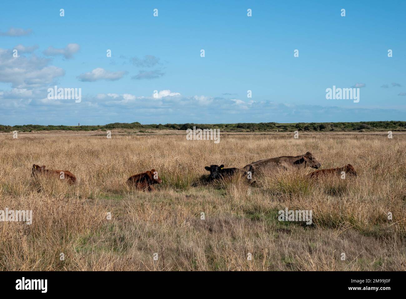 herd of black and brown cows lying in the grass with blue sky and ...