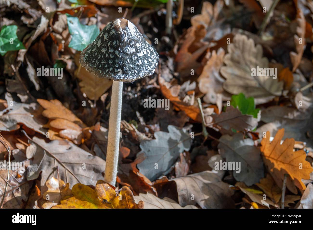 Magpie Inkcap fungus growing amongst fallen Autumn leaves Stock Photo ...
